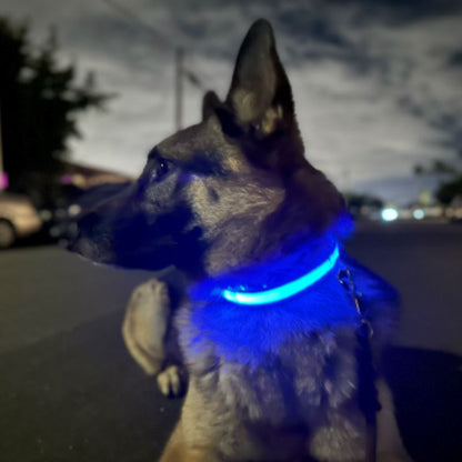 Collier Chien - LEDCollarDog™ - Bleu - Le Bazar de Mélichien