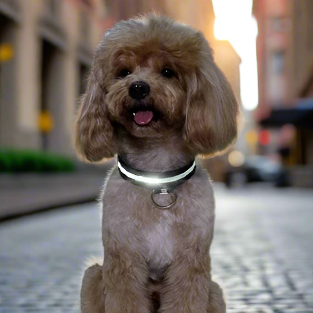 Collier Chien - LEDCollarDog™ - Noir - Le Bazar de Mélichien