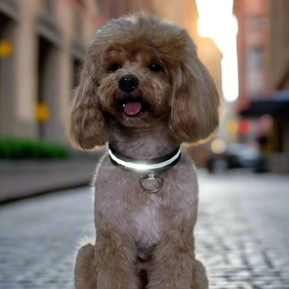 Collier Chien - LEDCollarDog™ - Noir - Le Bazar de Mélichien
