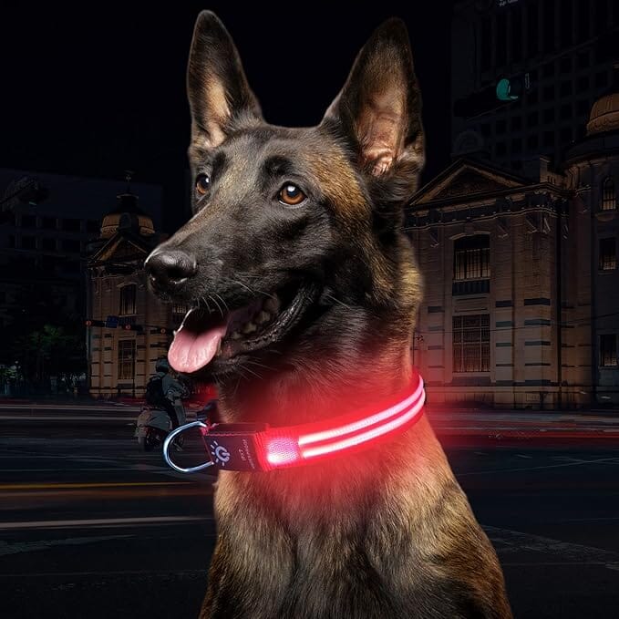 Collier Chien - LEDCollarDog™ - Rose - Le Bazar de Mélichien