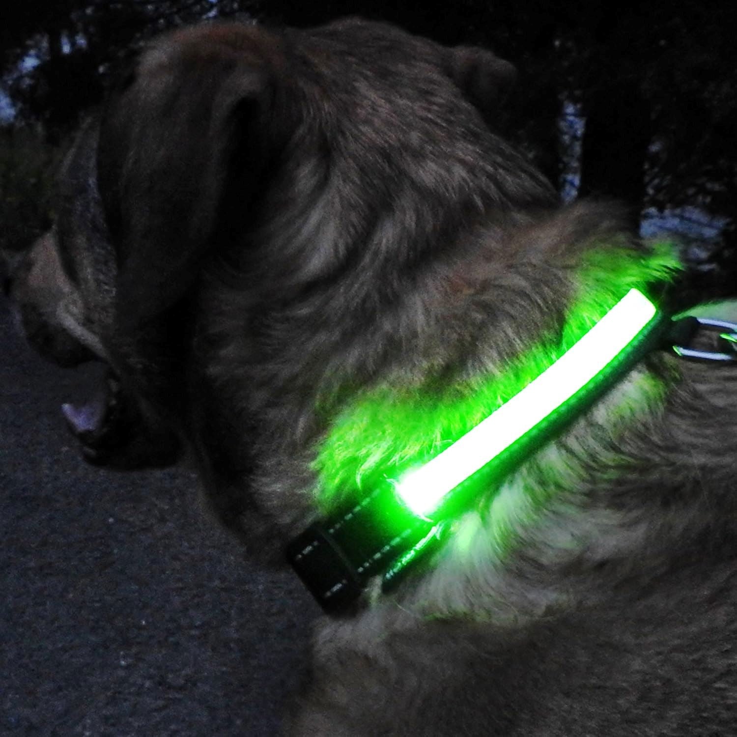Collier Chien - LEDCollarDog™ - Vert - Le Bazar de Mélichien