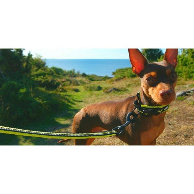 Laisse robuste pour chien - Robustilaisse - Le Bazar de Mélichien