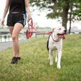 Laisse robuste pour chien - Robustilaisse - Le Bazar de Mélichien
